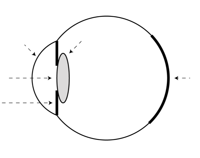 oeil